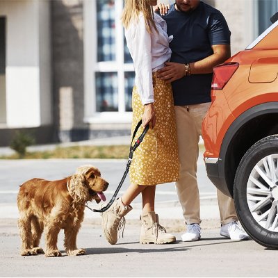 Ceinture de sécurité pour chien