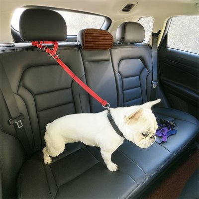 Ceinture de sécurité pour chien