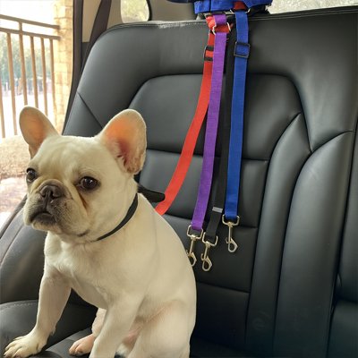 Ceinture de sécurité pour chien