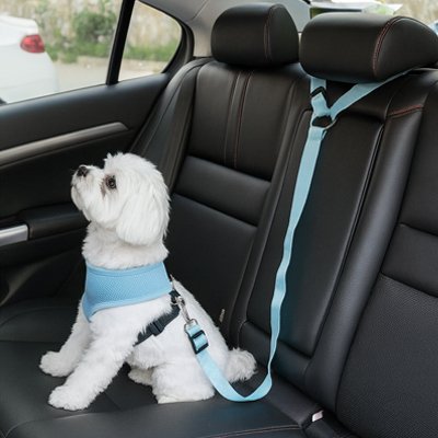 Ceinture de sécurité pour chien