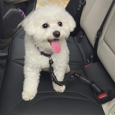 Ceinture de sécurité pour chien