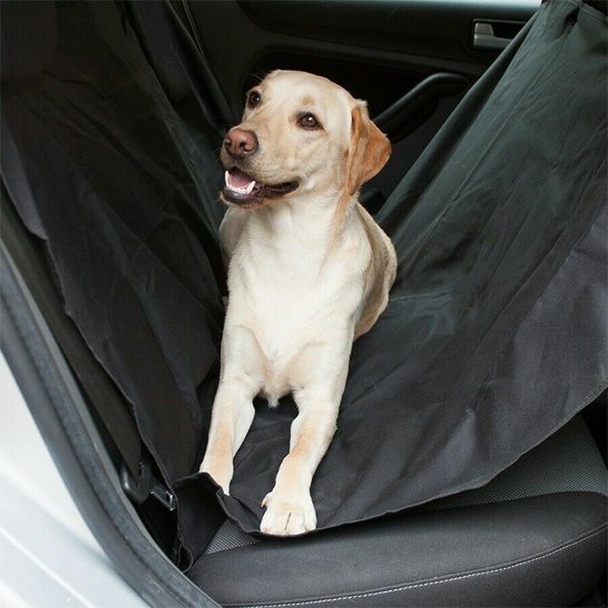 protection voiture chien