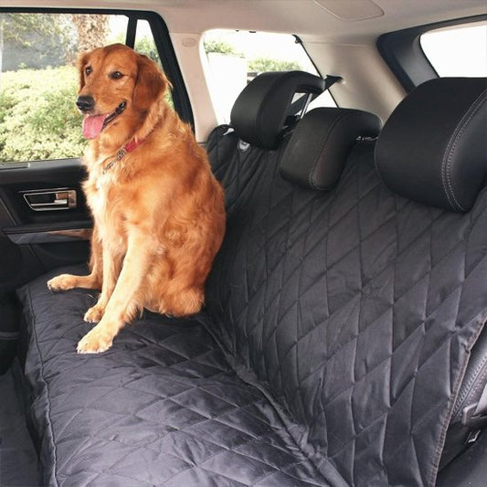 protection voiture chien
