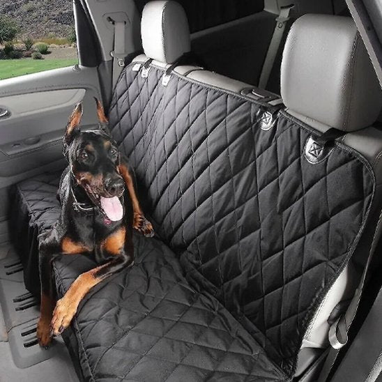 protection voiture chien